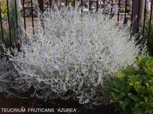 Teucrium fruticans